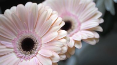 Flower buds. Defocused blurred floral background for holiday cards.