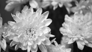 Flower buds. Defocused blurred floral background for holiday cards.
