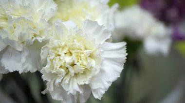 Flower buds. Defocused blurred floral background for holiday cards.