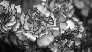 Flower buds. Defocused blurred floral background for holiday cards.