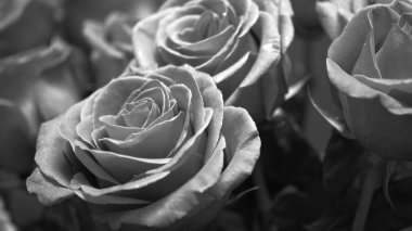 Flower buds. Defocused blurred floral background for holiday cards.