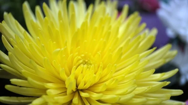 Bloemknoppen Defocused Wazig Bloemige Achtergrond Voor Vakantiekaarten — Stockfoto