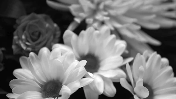 Pąki Kwiatów Nieostre Rozmyte Tło Kwiatowe Dla Kart Wakacyjnych — Zdjęcie stockowe