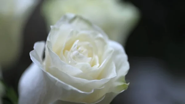 Botões Flores Desfocado Fundo Floral Desfocado Para Cartões Férias — Fotografia de Stock