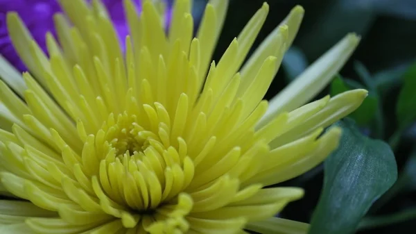 Bloemknoppen Defocused Wazig Bloemige Achtergrond Voor Vakantiekaarten — Stockfoto