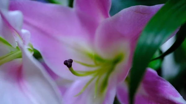 Flower Buds Defocused Blurred Floral Background Holiday Cards — ストック写真