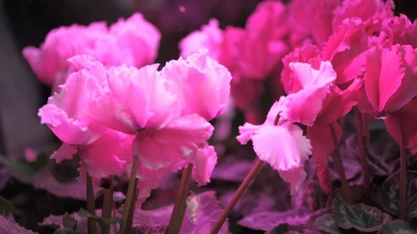 Botões Flores Desfocado Fundo Floral Desfocado Para Cartões Férias — Fotografia de Stock