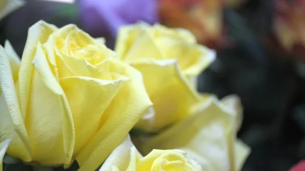 Brotes Flores Fondo Floral Desenfocado Borroso Para Tarjetas Navideñas — Foto de Stock
