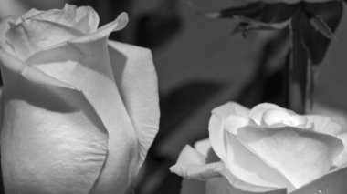 Çiçek tomurcukları tatil kartları için bulanık çiçek arkaplanı.