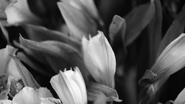 Blütenknospen Defokussiert Verschwommen Floralen Hintergrund Für Urlaubskarten — Stockfoto