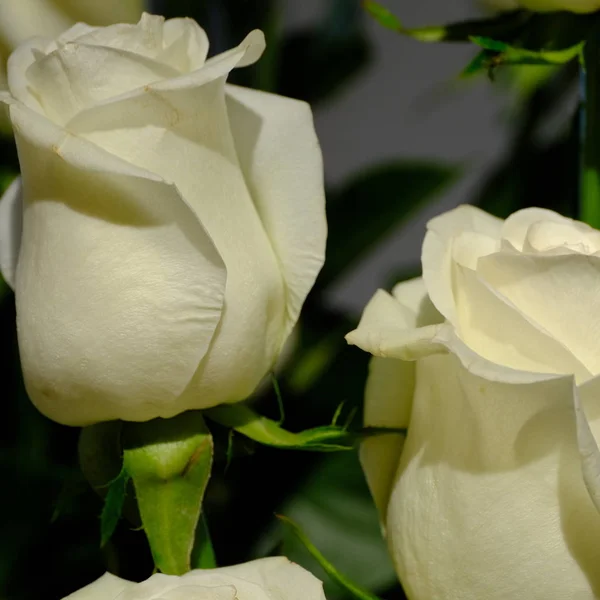 Brotes Flores Desenfocado Fondo Floral Borroso Para Tarjetas Vacaciones — Foto de Stock