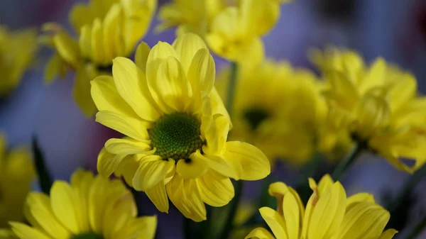 Flor Brotos Desfocado Desfocado Fundo Floral Para Cartões Férias — Fotografia de Stock