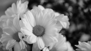 Çiçek tomurcukları tatil kartları için bulanık çiçek arkaplanı.