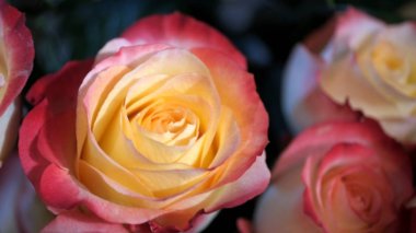 Çiçek tomurcukları tatil kartları için bulanık çiçek arkaplanı.