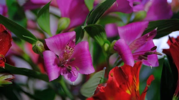 Flower Buds Defocused Blurred Floral Background Holiday Cards — ストック写真