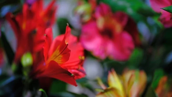 Virág Bimbók Defocused Elmosódott Virágos Háttér Nyaralás Kártyák — Stock Fotó