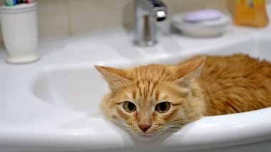 Evcil bir kedi portresi. Kedi lavaboda oturuyor.