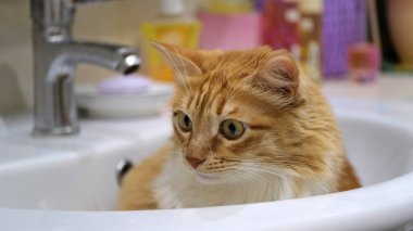 Evcil bir kedi portresi. Kedi lavaboda oturuyor.