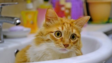 Evcil bir kedi portresi. Kedi lavaboda oturuyor.