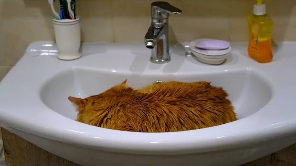 Portrait Domestic Cat Cat Sitting Sink — Stock Photo, Image