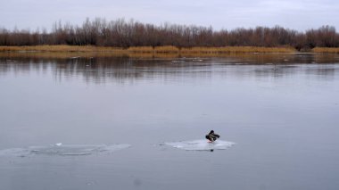 Volga nehrinde buz. Tasarım çalışmalarınız için arkaplan.