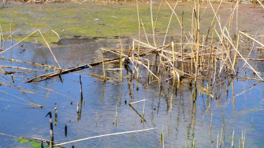 Bulrush gölde. Kirli su yüzeyi. Bataklık