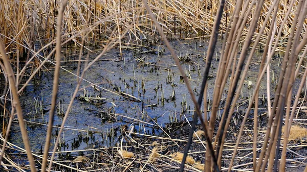 Scirpe Sur Lac Surface Eau Sale Zones Humides — Photo