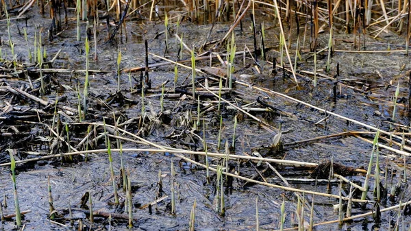 湖の上の爆発 汚い水の表面 湿地帯 — ストック写真