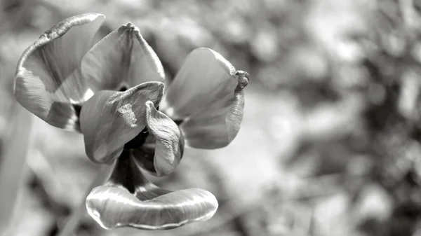 Відкритий Тюльпанний Бутон Монохромне Зображення Квітки Розмитий Фон — стокове фото
