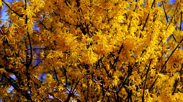 Gelbe Blumen Auf Einem Blühenden Buschdefocus Floralen Hintergrund Für Die — Stockfoto