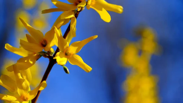 Жовті Квіти Квітковому Кущівиділений Квітковий Фон Дизайну — стокове фото