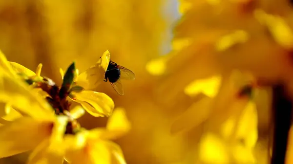 Fleurs Jaunes Sur Buisson Fleurissantfond Floral Déconcentré Pour Design — Photo