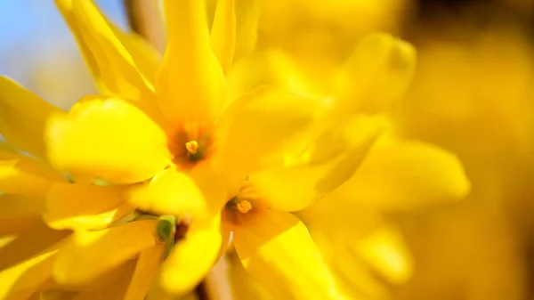 Flores Amarelas Arbusto Floridodesfocado Fundo Floral Para Design — Fotografia de Stock