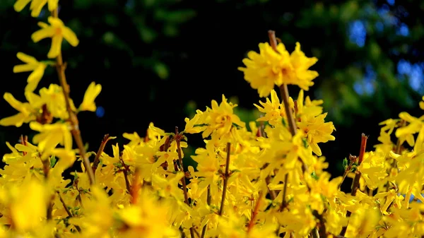 Gele Bloemen Een Bloeiende Struikgedempte Bloemenachtergrond Voor Design — Stockfoto