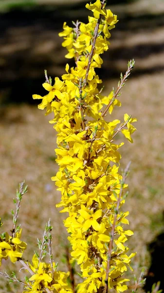Żółte Kwiaty Krzaku Kwitnącymnieostre Tło Kwiatowe Dla Projektu — Zdjęcie stockowe