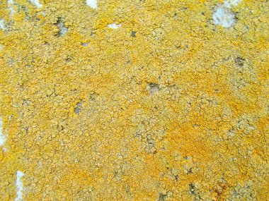 Binanın beton duvarı. Web tasarımı için bulanık odaklanmış arkaplan.