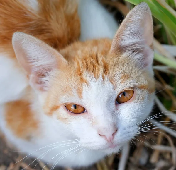 Katt Porträtthemlös Katt Går Gatan — Stockfoto