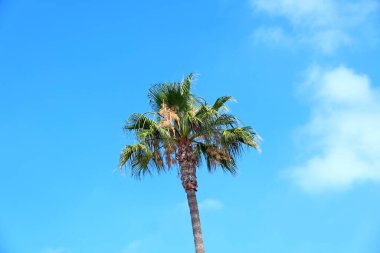 Los Angeles sokaklarında palmiye ağaçları. Web tasarımı için renkli palmiye ağacı arkaplanı.