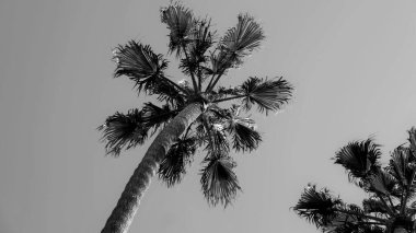 Los Angeles sokaklarında palmiye ağaçları. Web tasarımı için renkli palmiye ağacı arkaplanı.