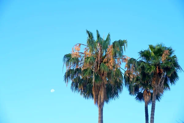 Palm Trees Streets Los Angeles Colorful Palm Tree Background Web — Stock Photo, Image