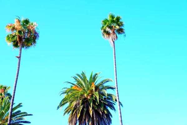 Palm trees on the streets of Los Angeles. Colorful palm tree background for web design.