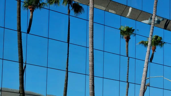 Palmer Gatorna Los Angeles Färgglada Palm Bakgrund För Webbdesign — Stockfoto