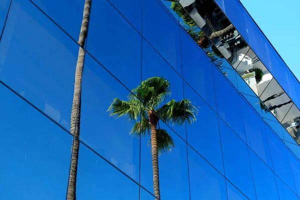 Los Angeles Sokaklarında Palmiye Ağaçları Web Tasarımı Için Renkli Palmiye — Stok fotoğraf