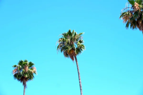 Palmeras Las Calles Los Ángeles Fondo Colorido Palmera Para Diseño —  Fotos de Stock