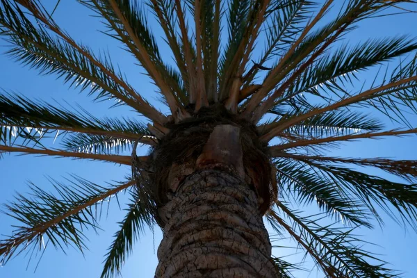 Palmen Auf Den Straßen Von Los Angeles Bunte Palme Hintergrund — Stockfoto