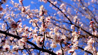 Web tasarımı için çiçek açan çiçekli arkaplan dalı.