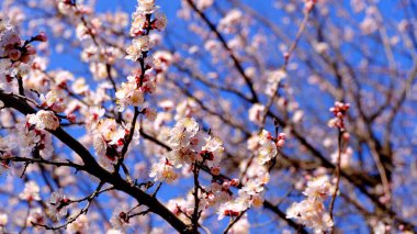 Web tasarımı için çiçek açan çiçekli arkaplan dalı.