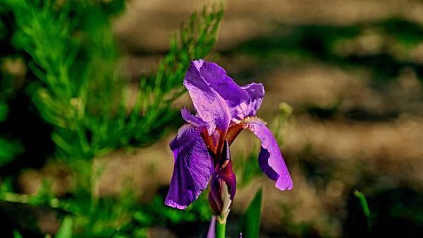 街の公園で虹彩を開花させるウェブデザインのための花の背景 — ストック写真