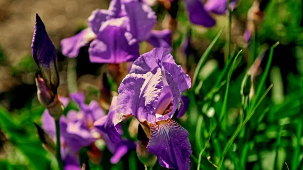 街の公園で虹彩を開花させるウェブデザインのための花の背景 — ストック写真