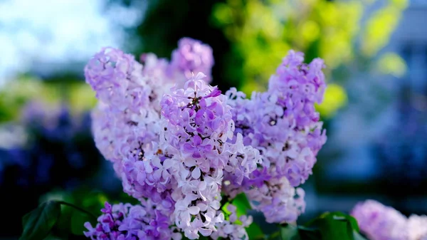 Kvetoucí Šeřík Městském Parkukvětinové Pozadí Pro Web Design — Stock fotografie